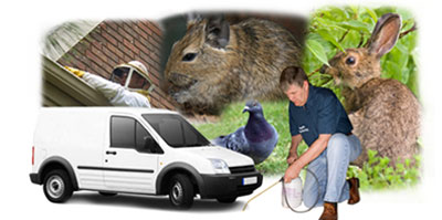 Sutton In Ashfield local van